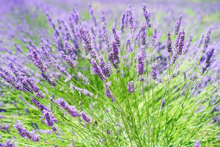 Photo de lavande en Provence, le pays des santons